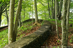 Low Wall and Trees.png